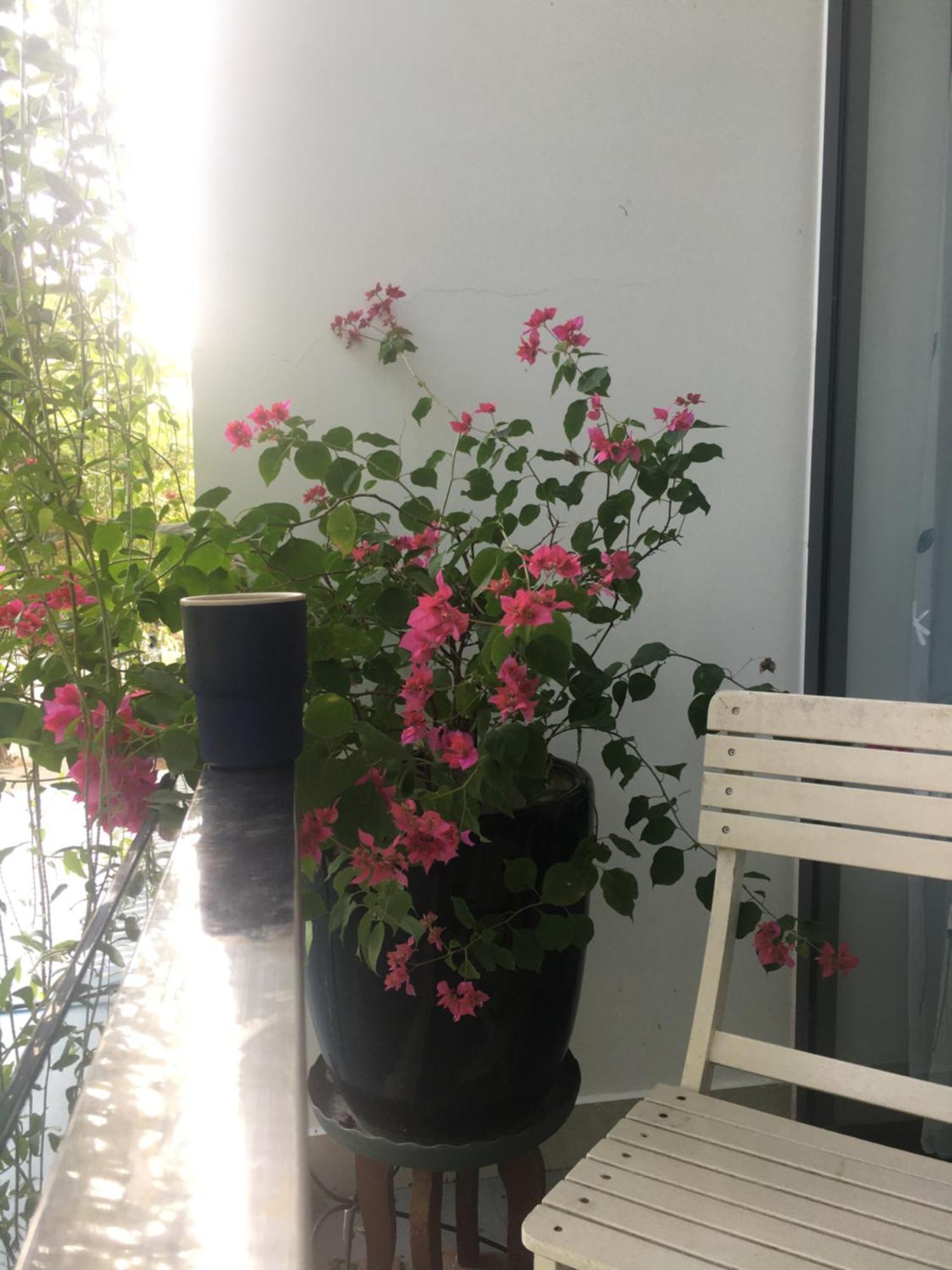 La Gai Homestay Хой Ан Екстериор снимка